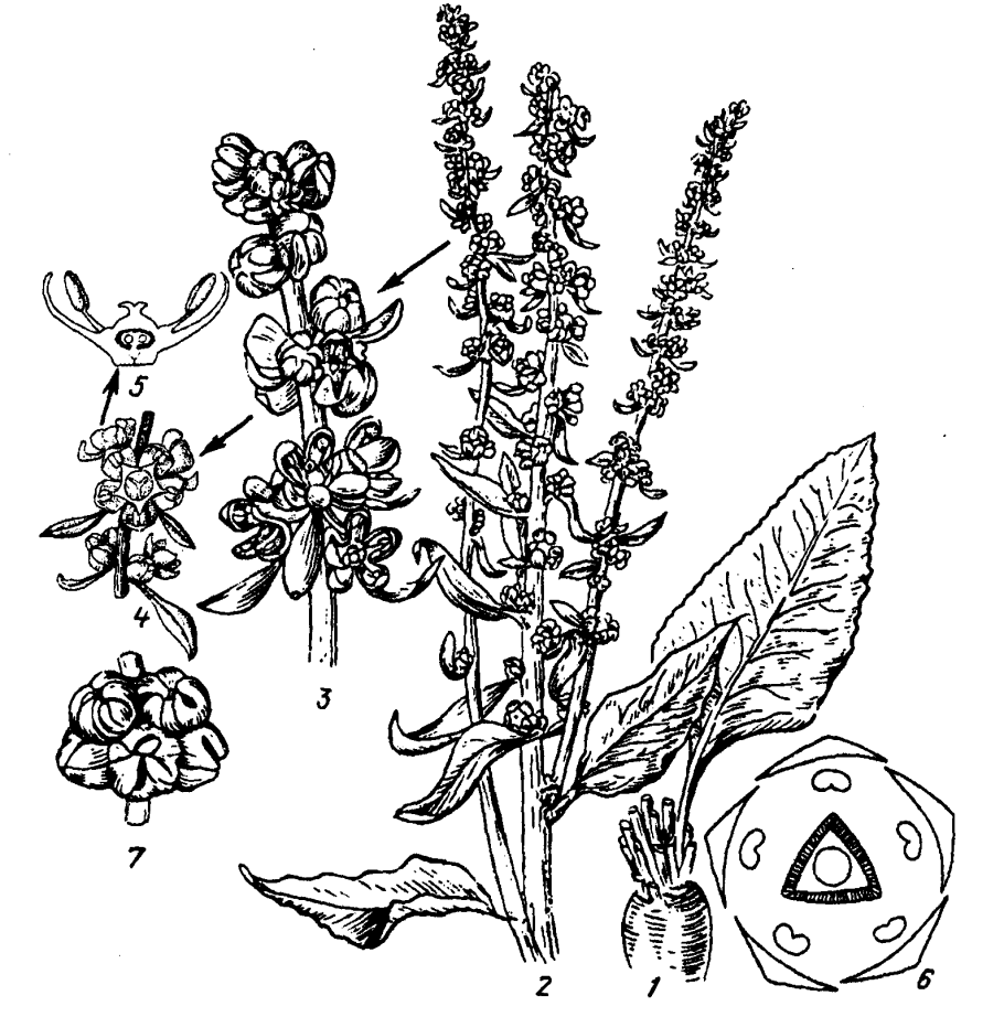 Живучка ползучая побег