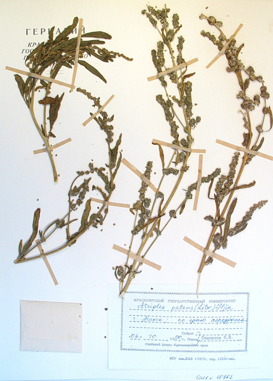 Лебеда (Atriplex)