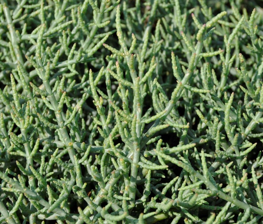 Семейство Chenopodiaceae