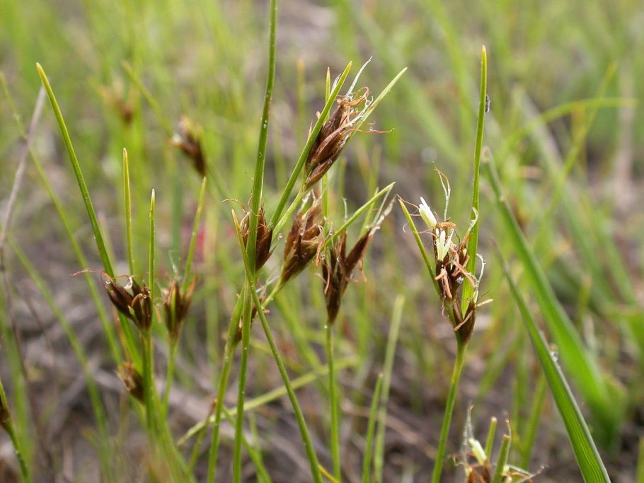 Осока Арнелла (Carex arnellii)