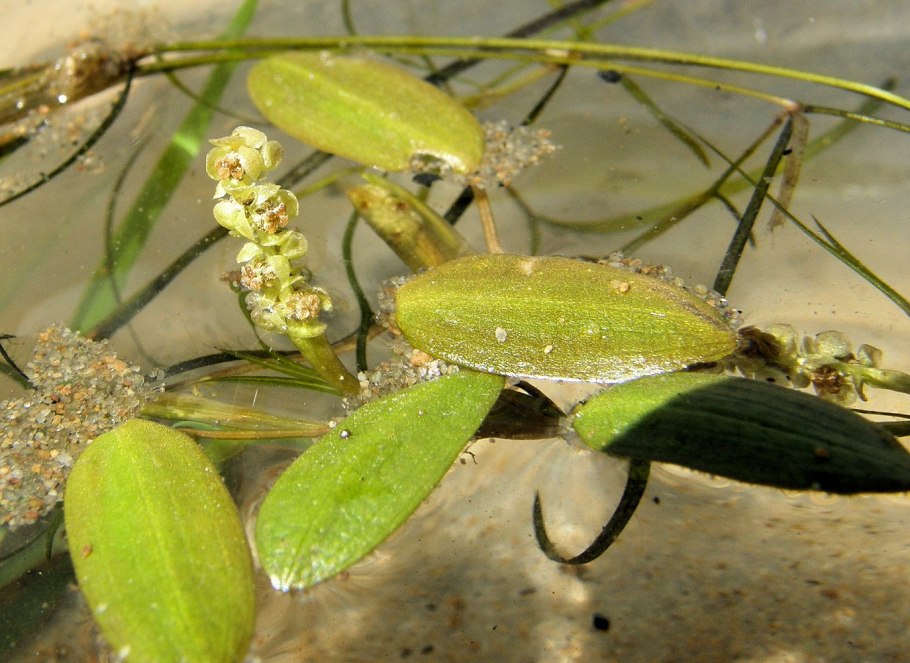 Рдест Гайя (пучок)
