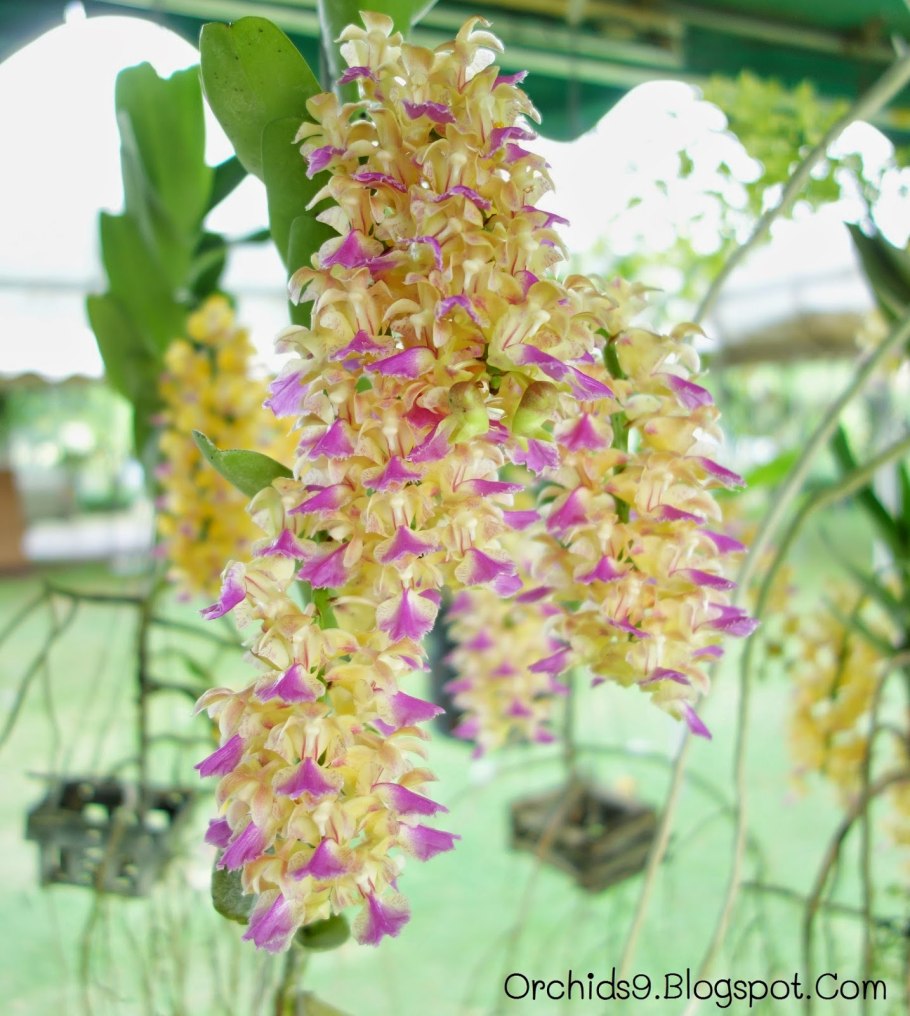 Дендробиум Цимбидиум