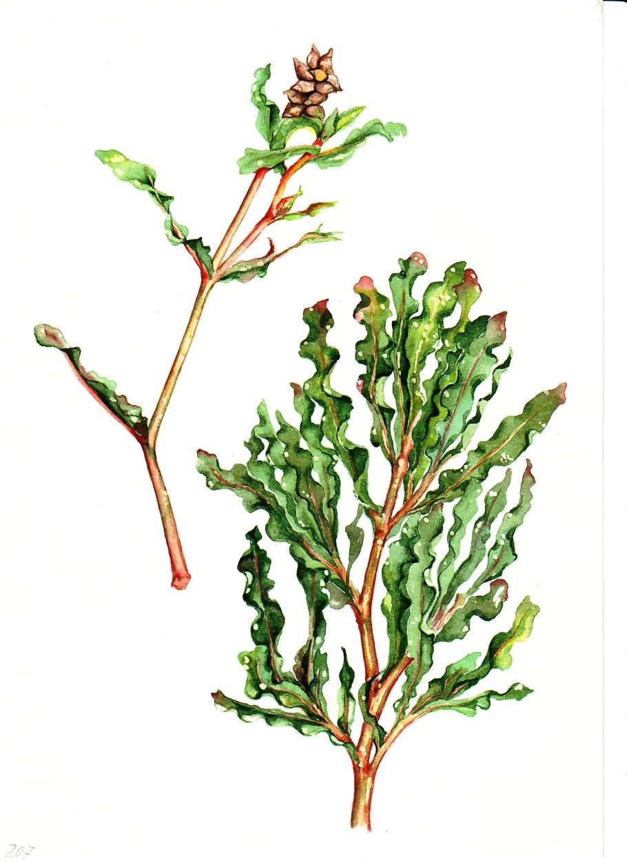 Рдест курчавый