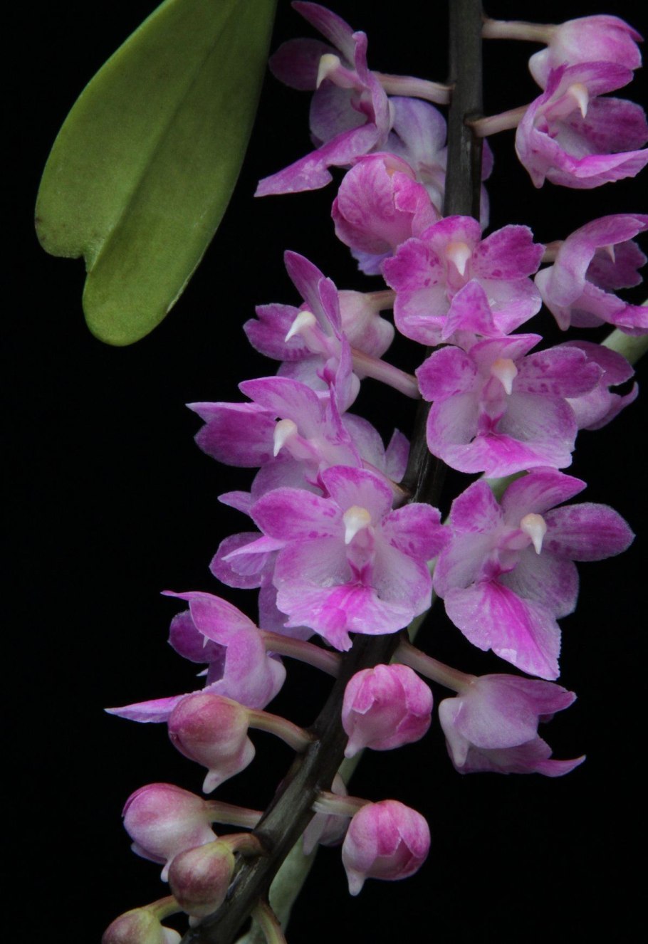 Эридес куникувулнера