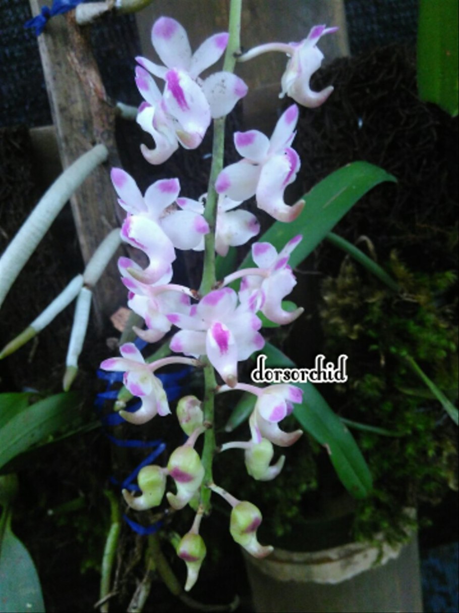 Seidenfadenia mitrata