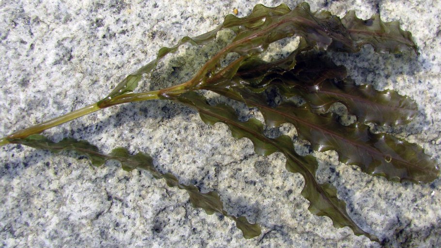 Рдест курчавый