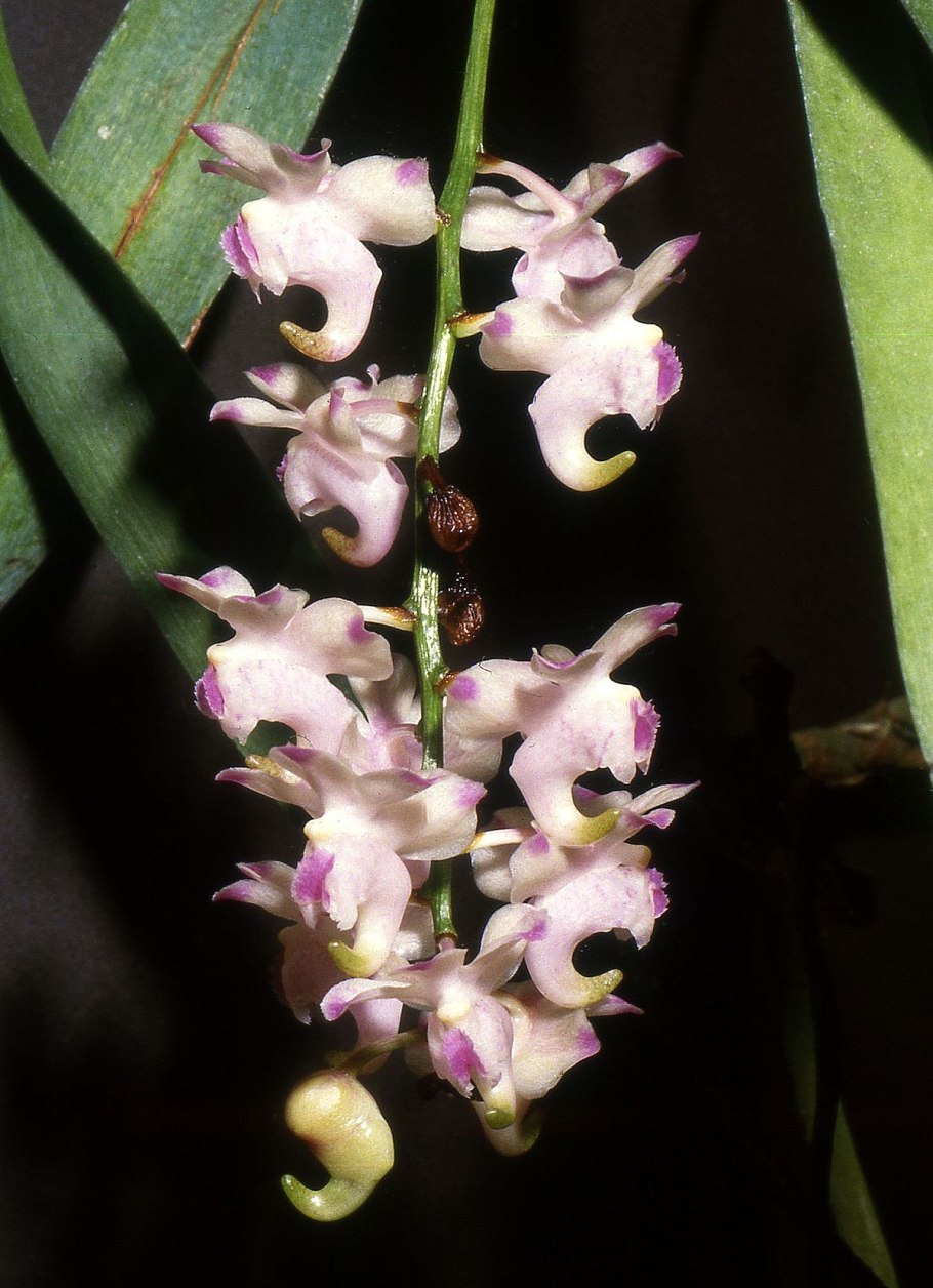 Aerides mitrata
