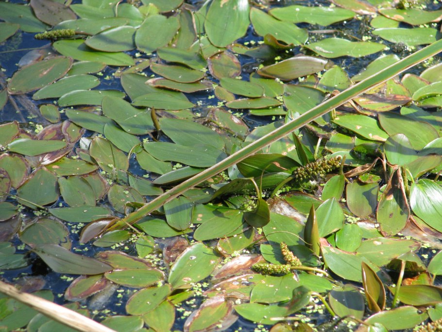 Рдест остролистный