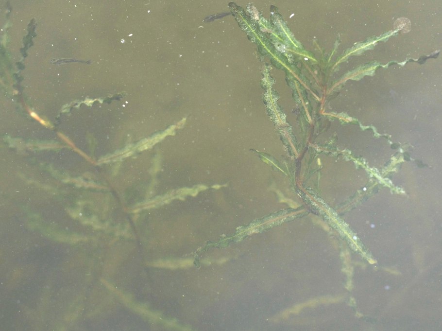 Рдест остролистный