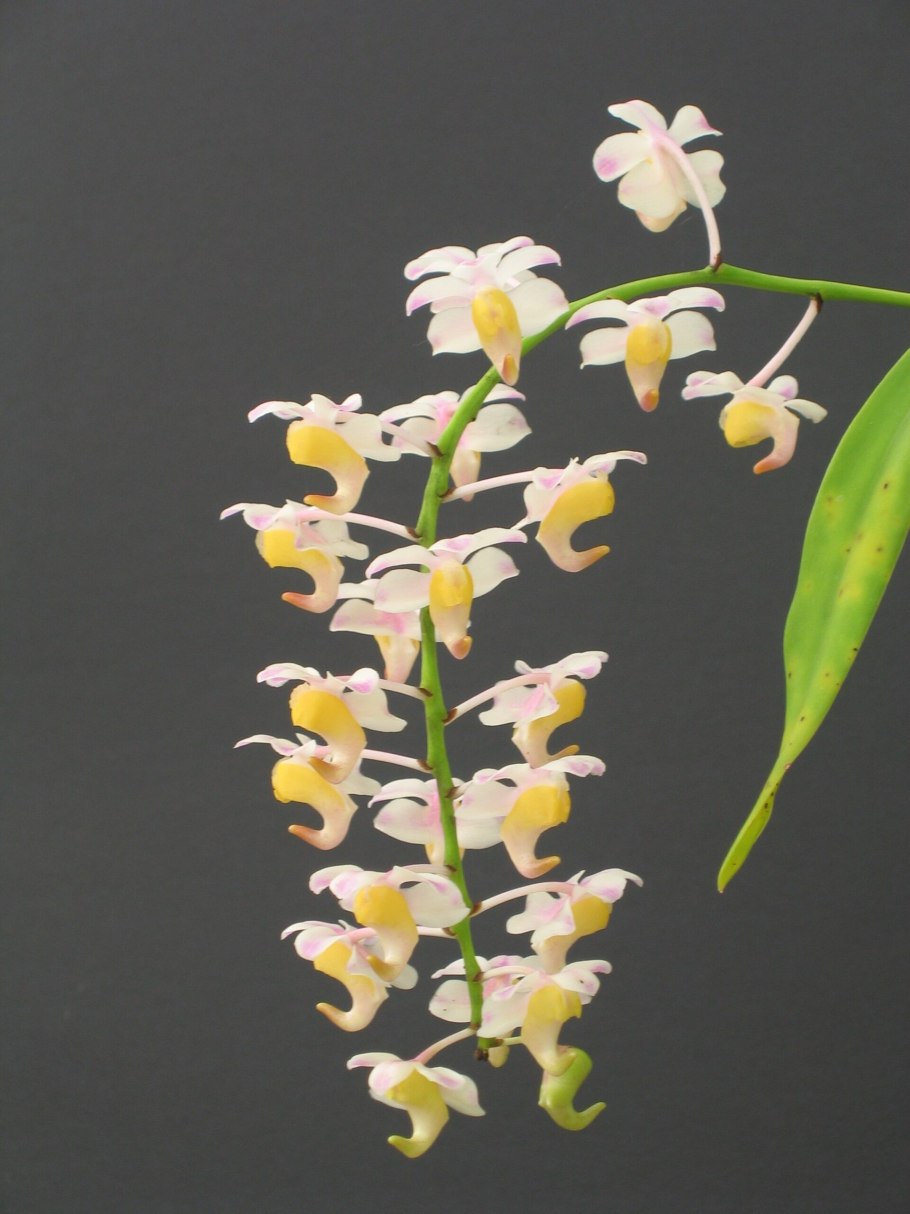 Aerides odorata