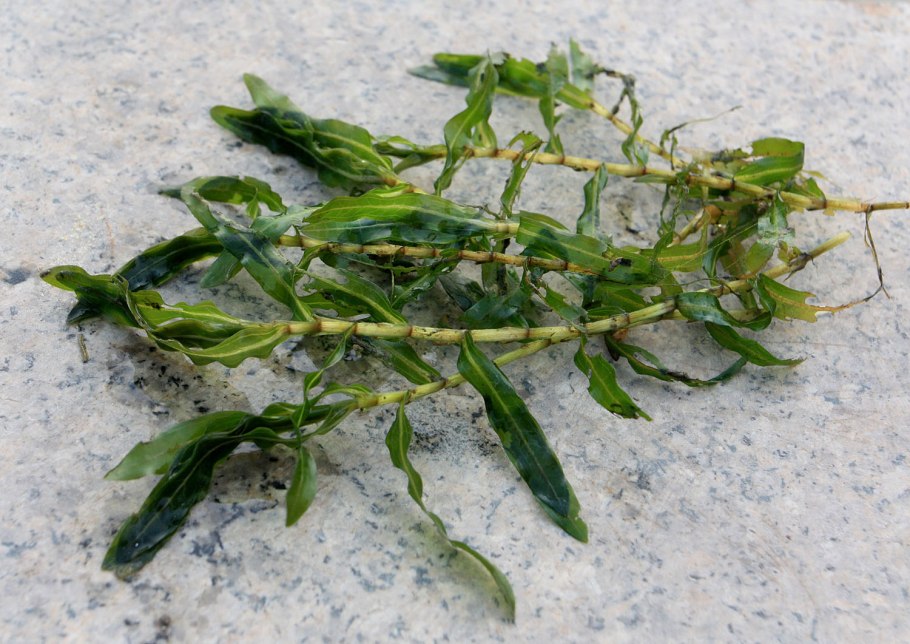 Potamogeton crispus - рдест курчавый