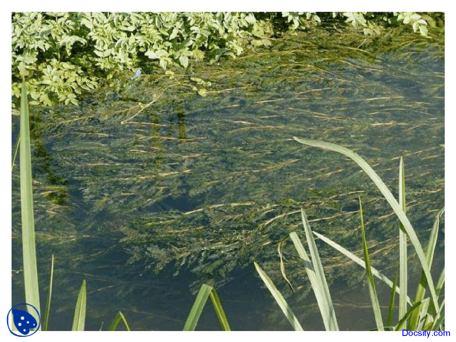 Рдест курчавый