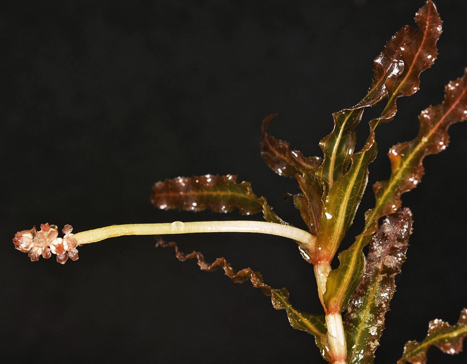 Рдест курчавый