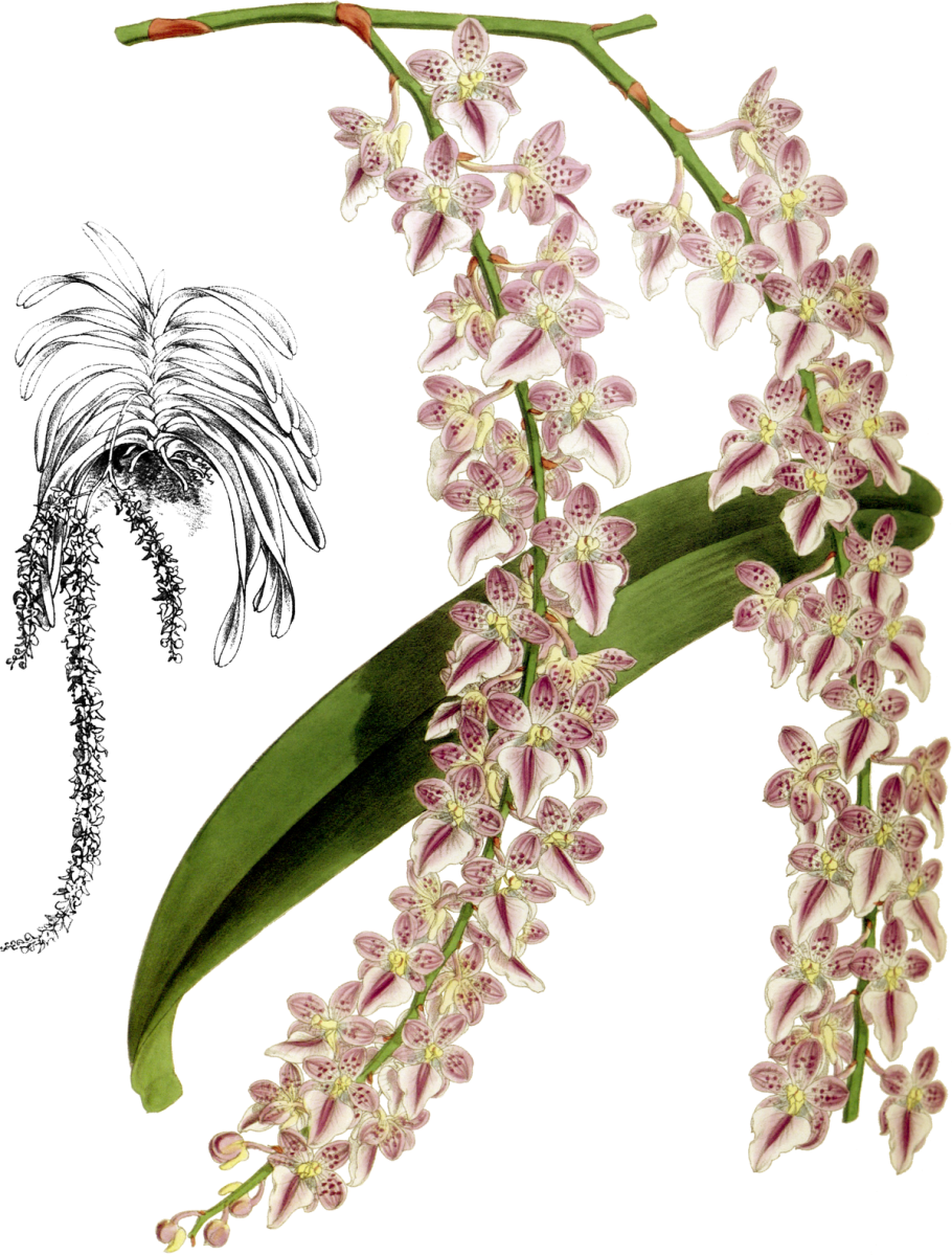 Aer. Houlletiana × sib