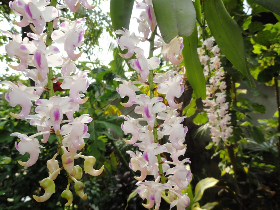 Persicaria orientalis