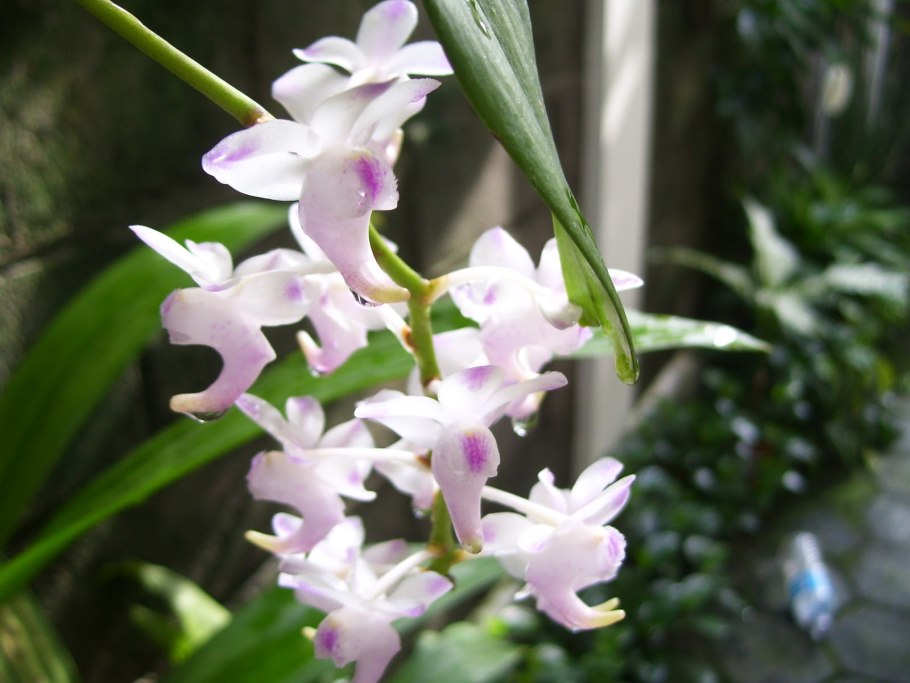 Aerides odorata var. Alba