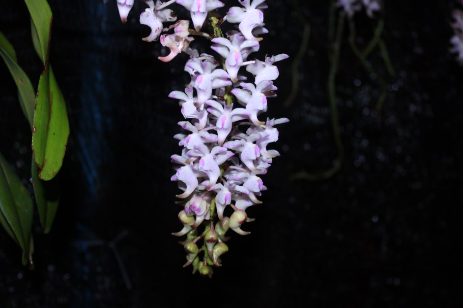 Aerides odorata