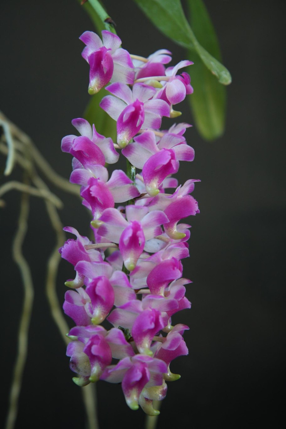 Aerides maculosa размер цветка