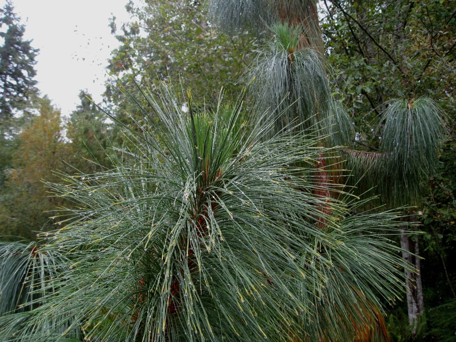 Юннань сосна Юньнаньская