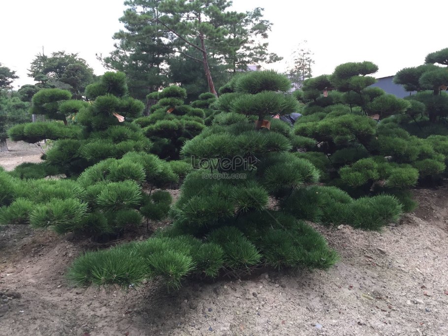 Сосна гималайская Гриффита