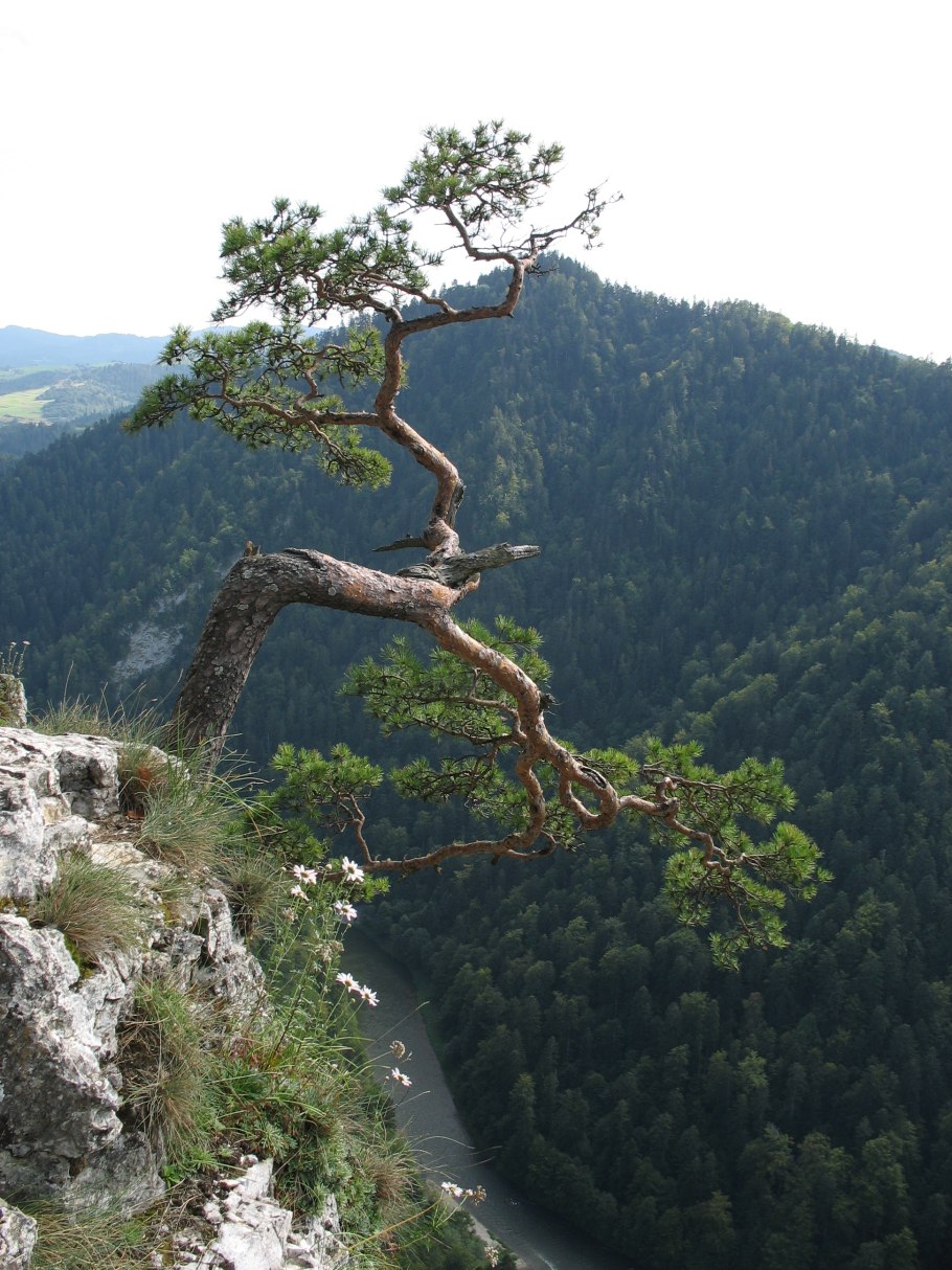 Pinus pumila