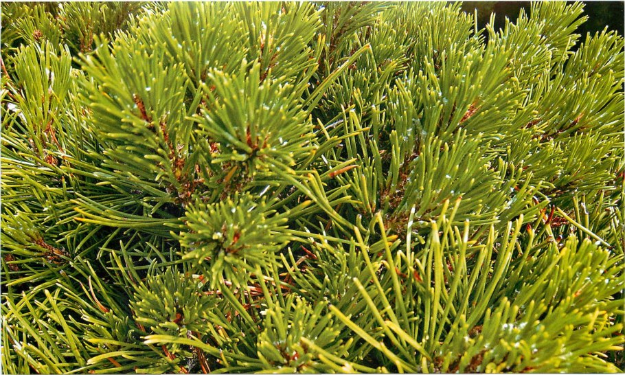 Pinus (сосна) m. Chameleon