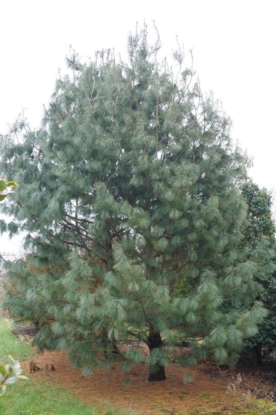 Длиннолистная сосна