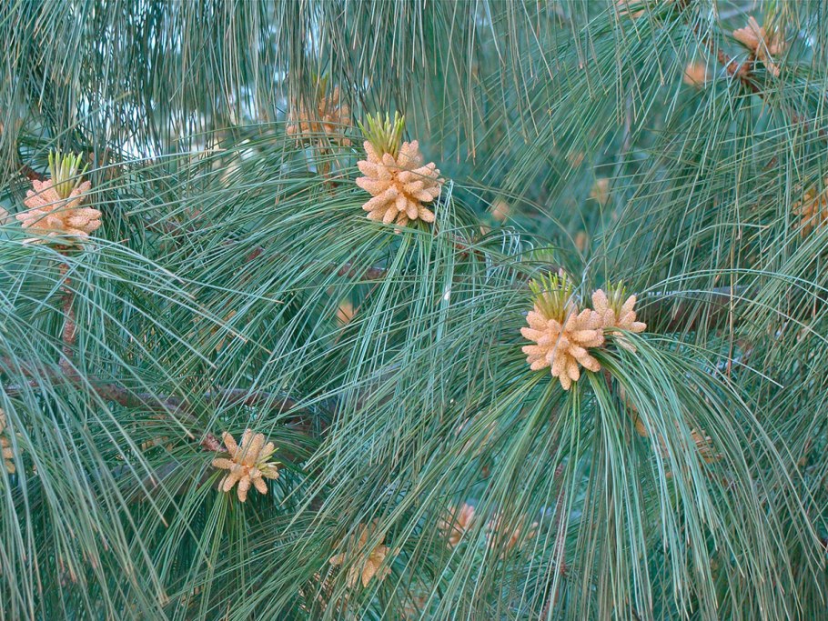 Pinus tabuliformis