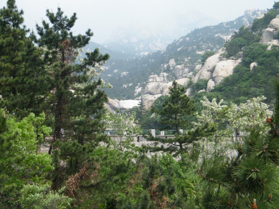 Сосна Болотная, длиннохвойная Pinus palustris