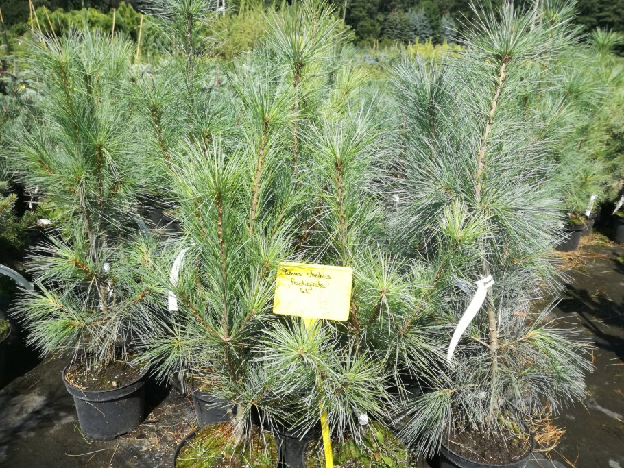 Юньнаньская сосна фото