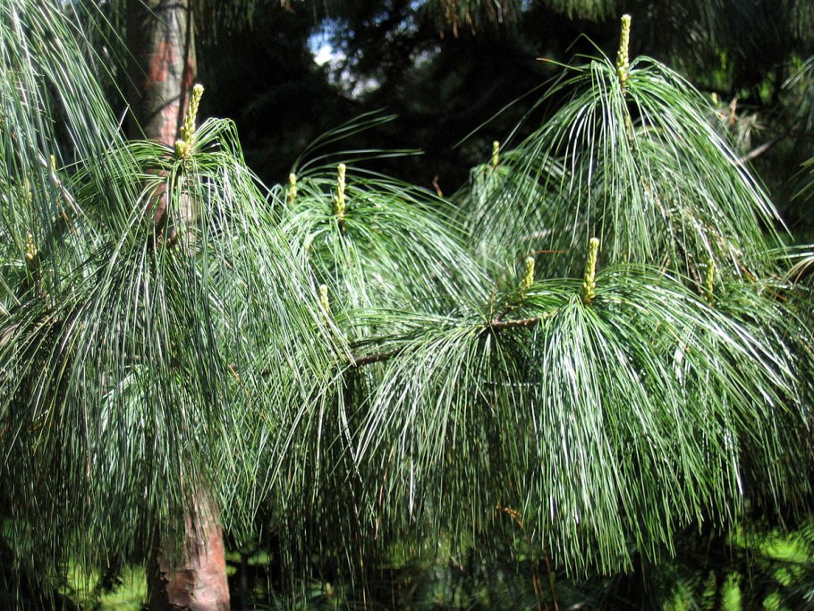 Сосна Болотная, длиннохвойная Pinus palustris