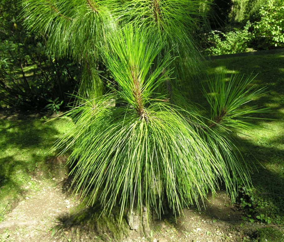 Длиннохвойная сосна Монтесумы