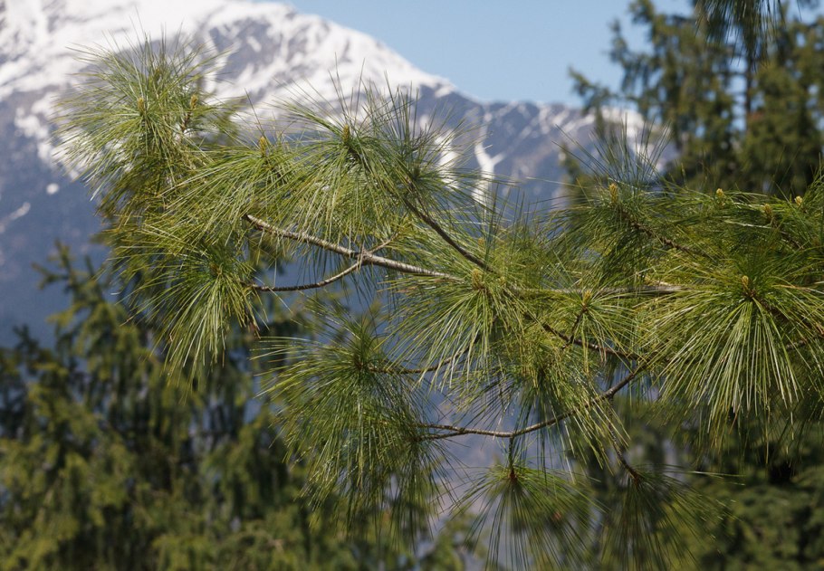 Сосна Веймутова гималайская