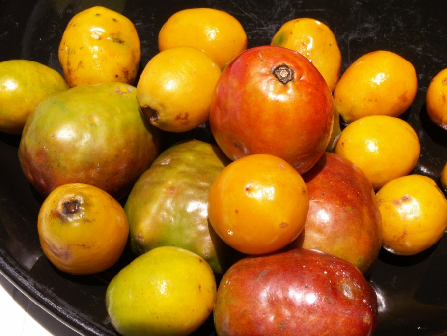 Ямайская слива момбин