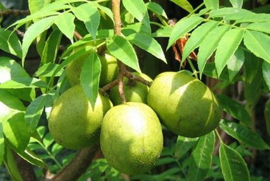 Момбин дерево