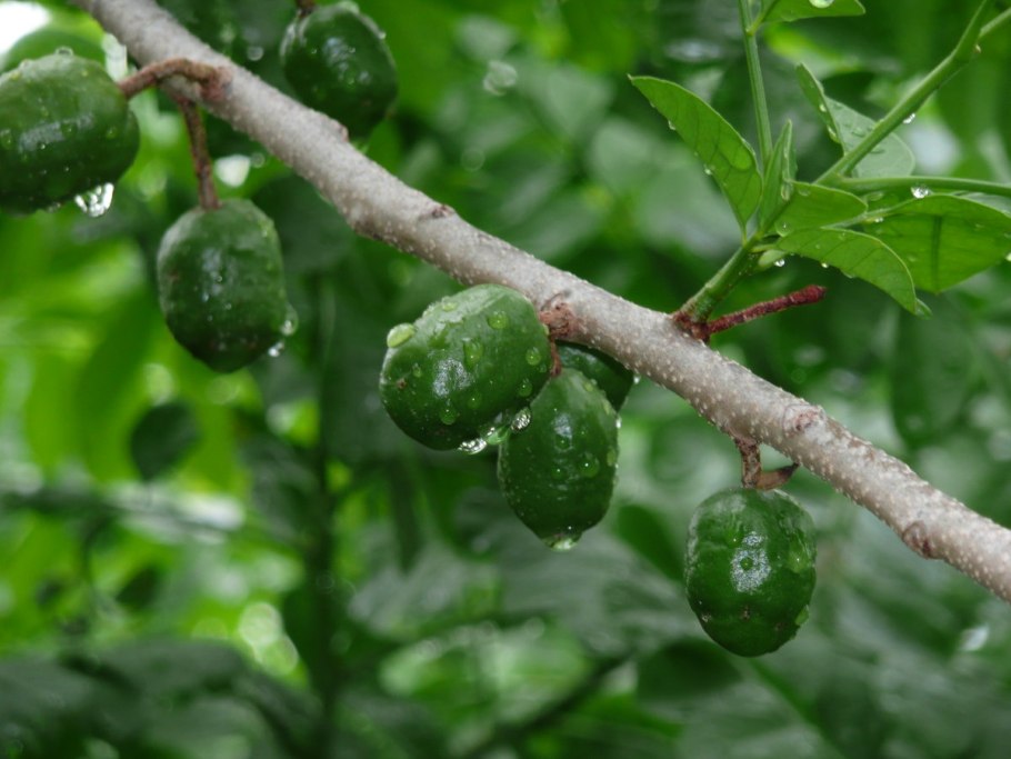 Момбин пурпурный