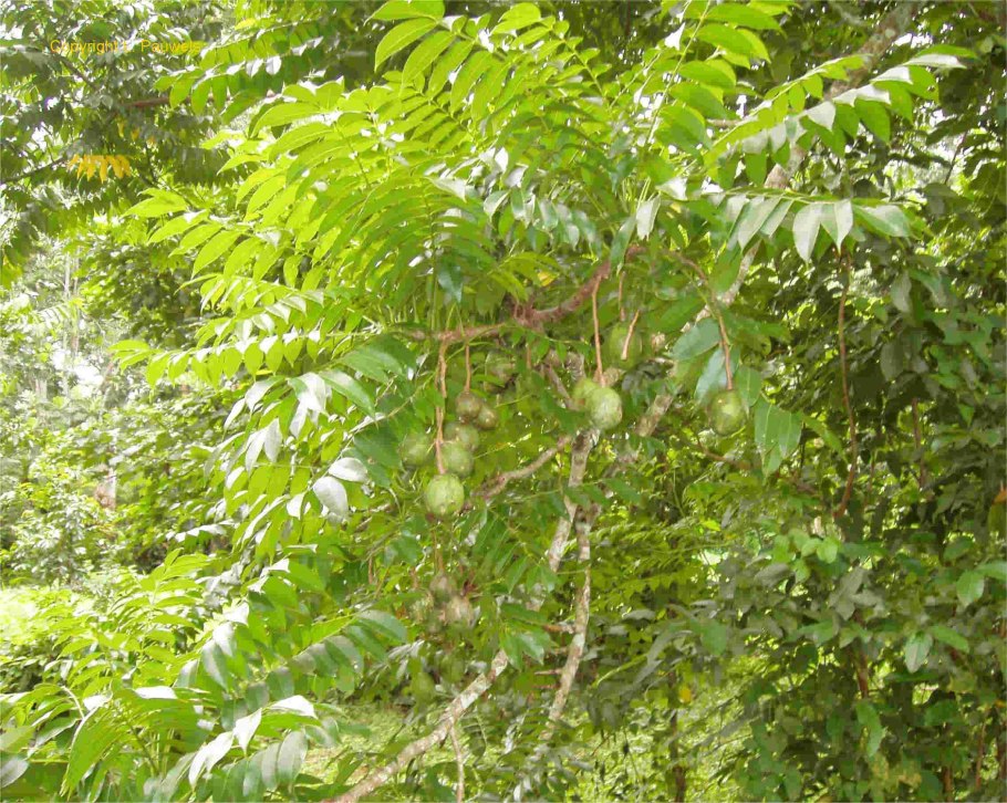 Спондиас или момбин(