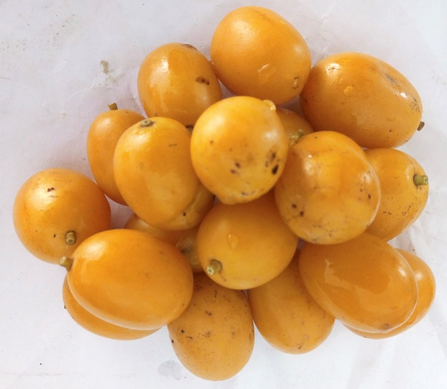 Момбин дерево