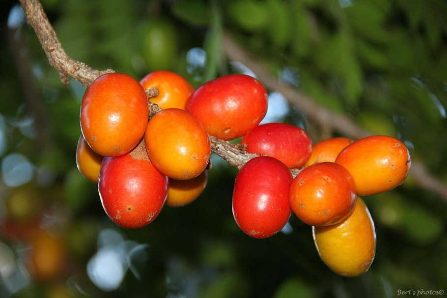 Spondias Dulcis общий вид