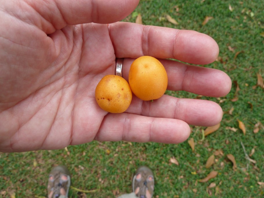 Пурпурный момбин (Spondias purpurea)