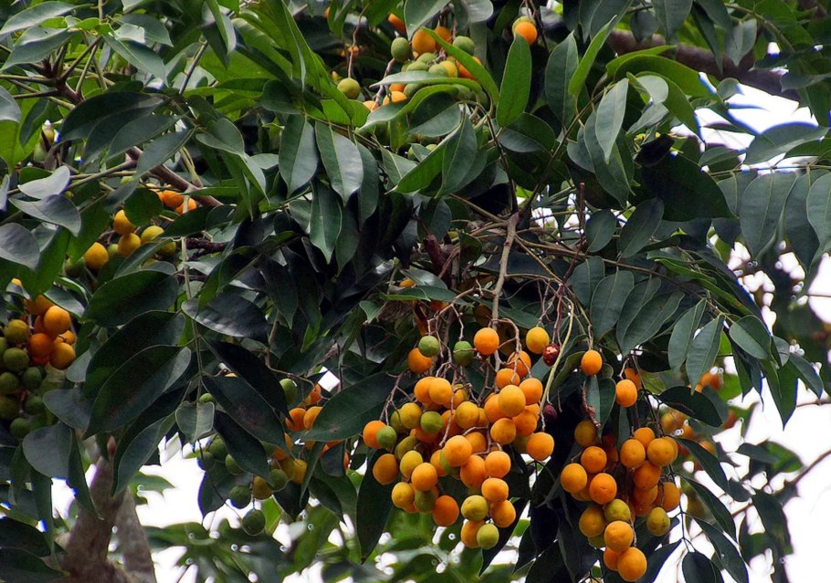 Ямайская слива момбин