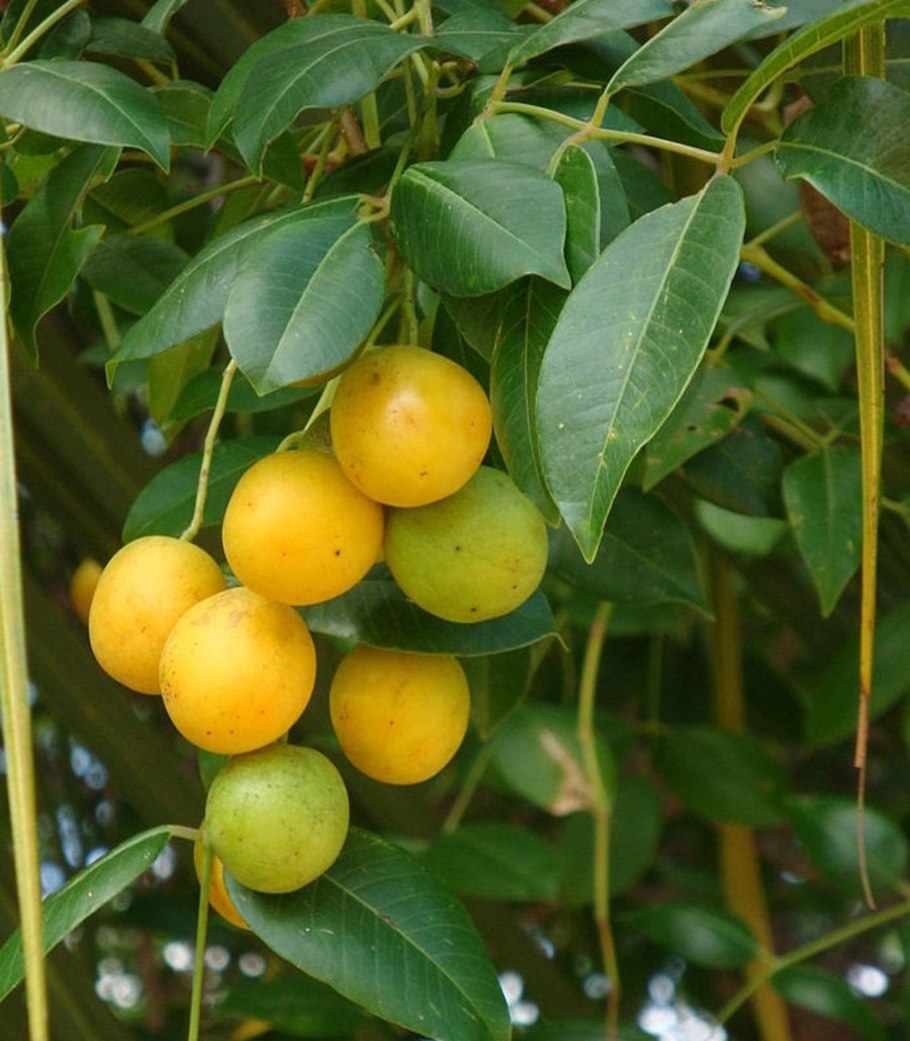 Момбин жёлтый