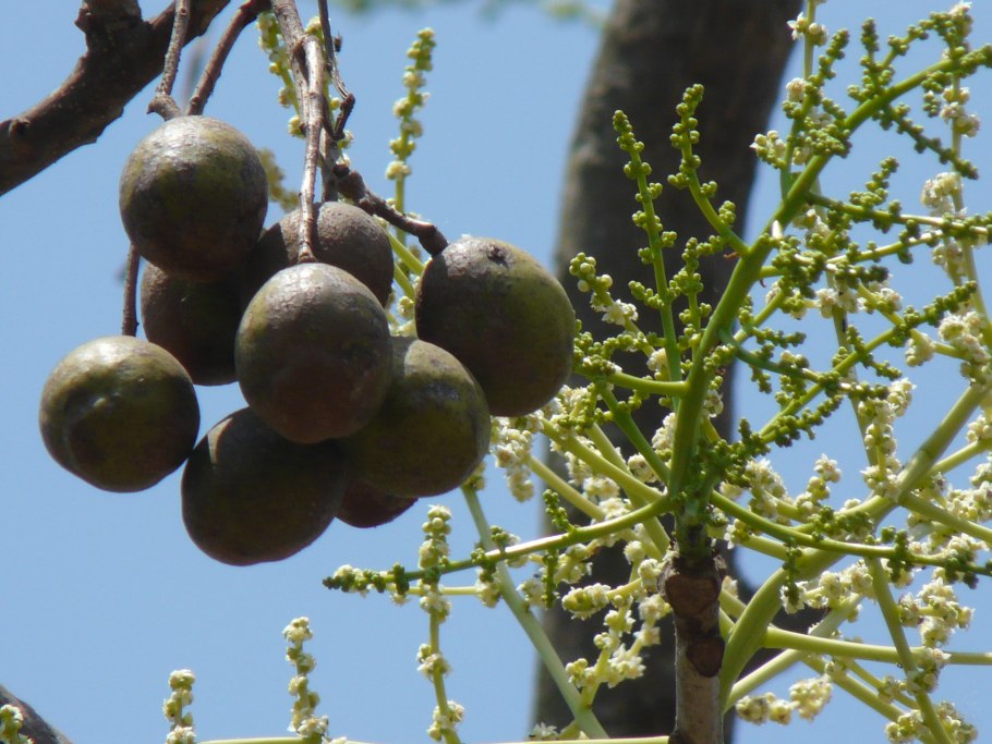 Малоизвестные фрукты