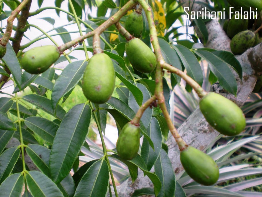 Яблоко Цитеры