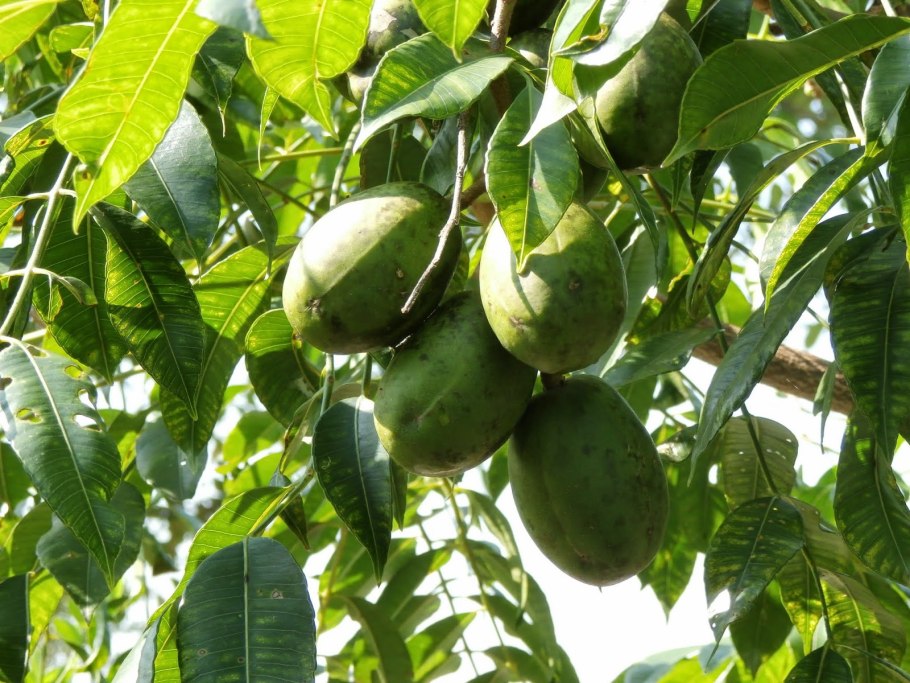 Амбарелла мамей