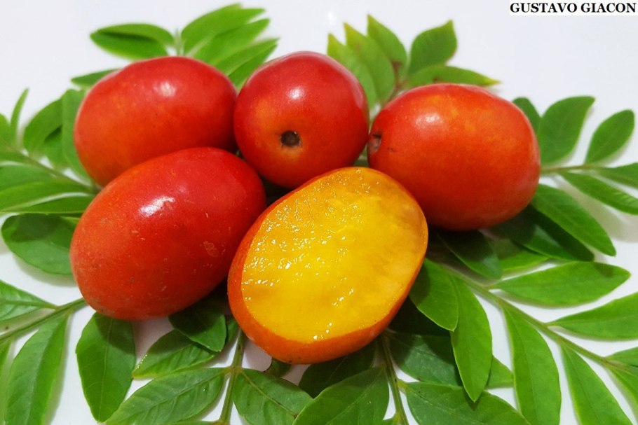 Spondias Dulcis общий вид