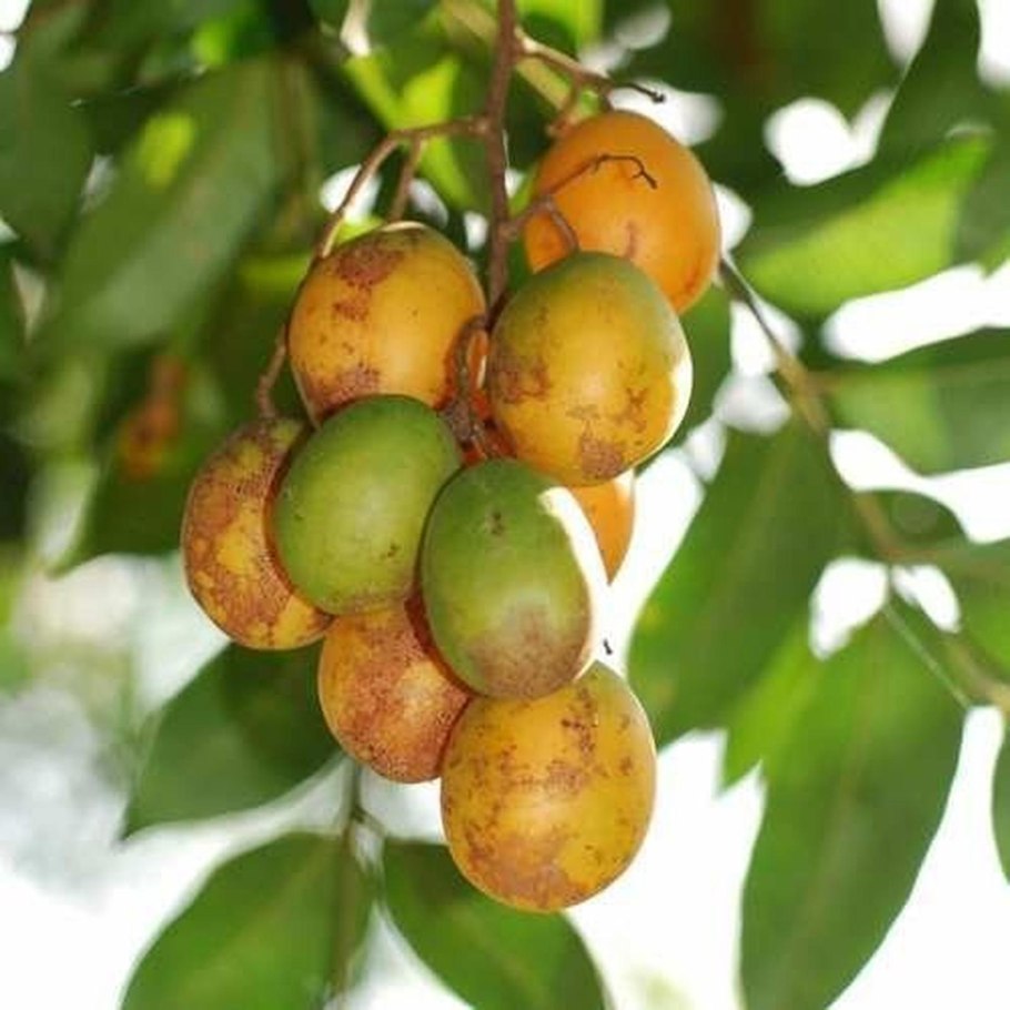 Момбин жёлтый