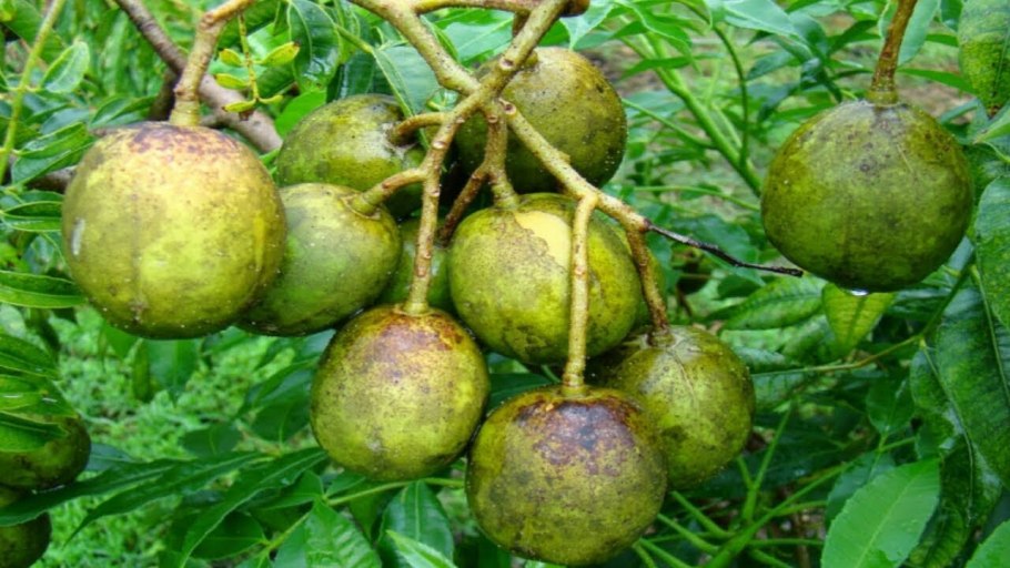 Момбин карандашом