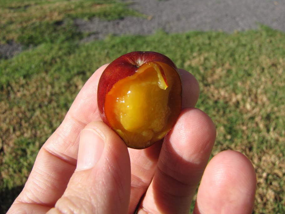 Jocote Plum