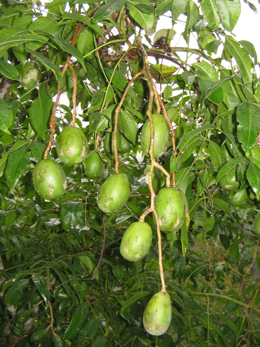 Амбарелла (Ambarella) фрукт